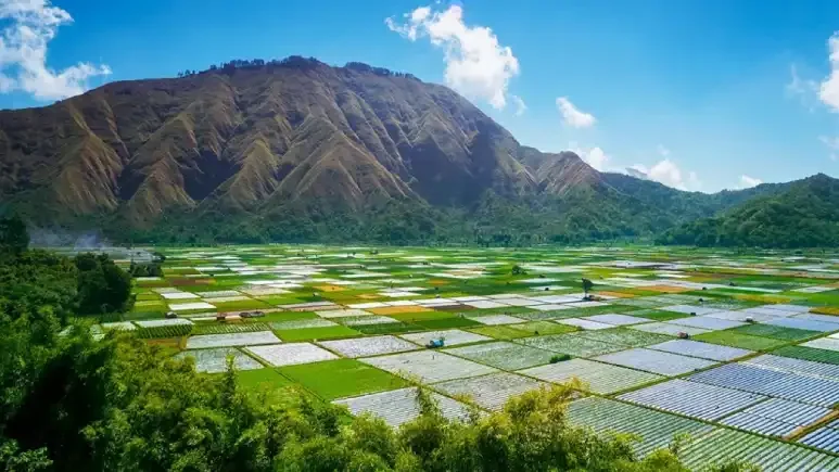 aerial photoshoot of rinjani mountain and ricefields beneath it